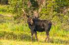 USA, Wyoming, Medicine Bow National Forest. Bull moose in field. Art Print